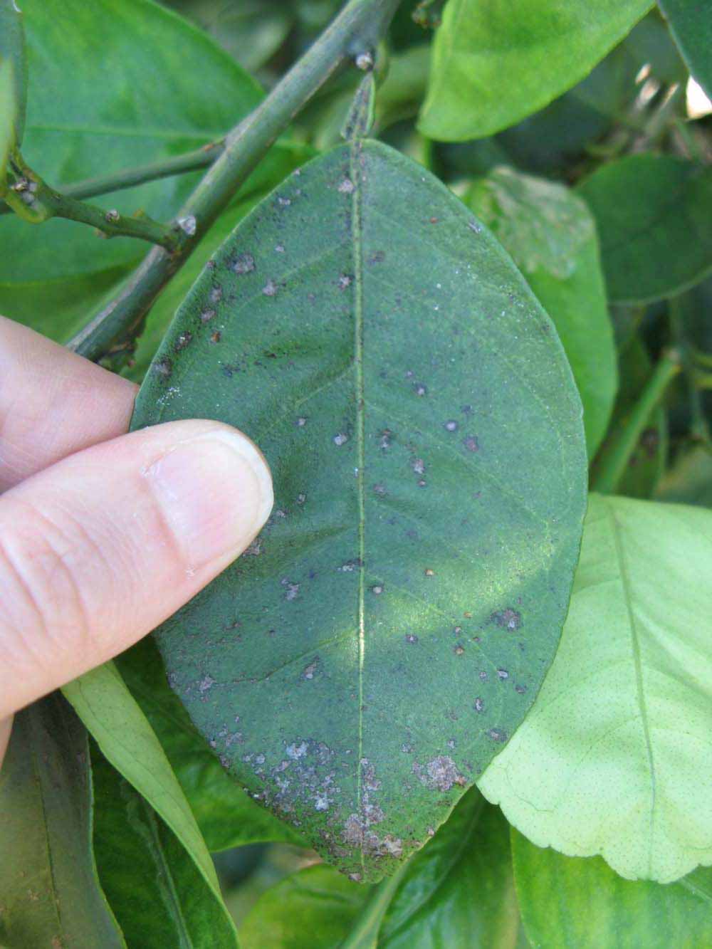              Unifoliolate leaf (Winter Haven, FL)       